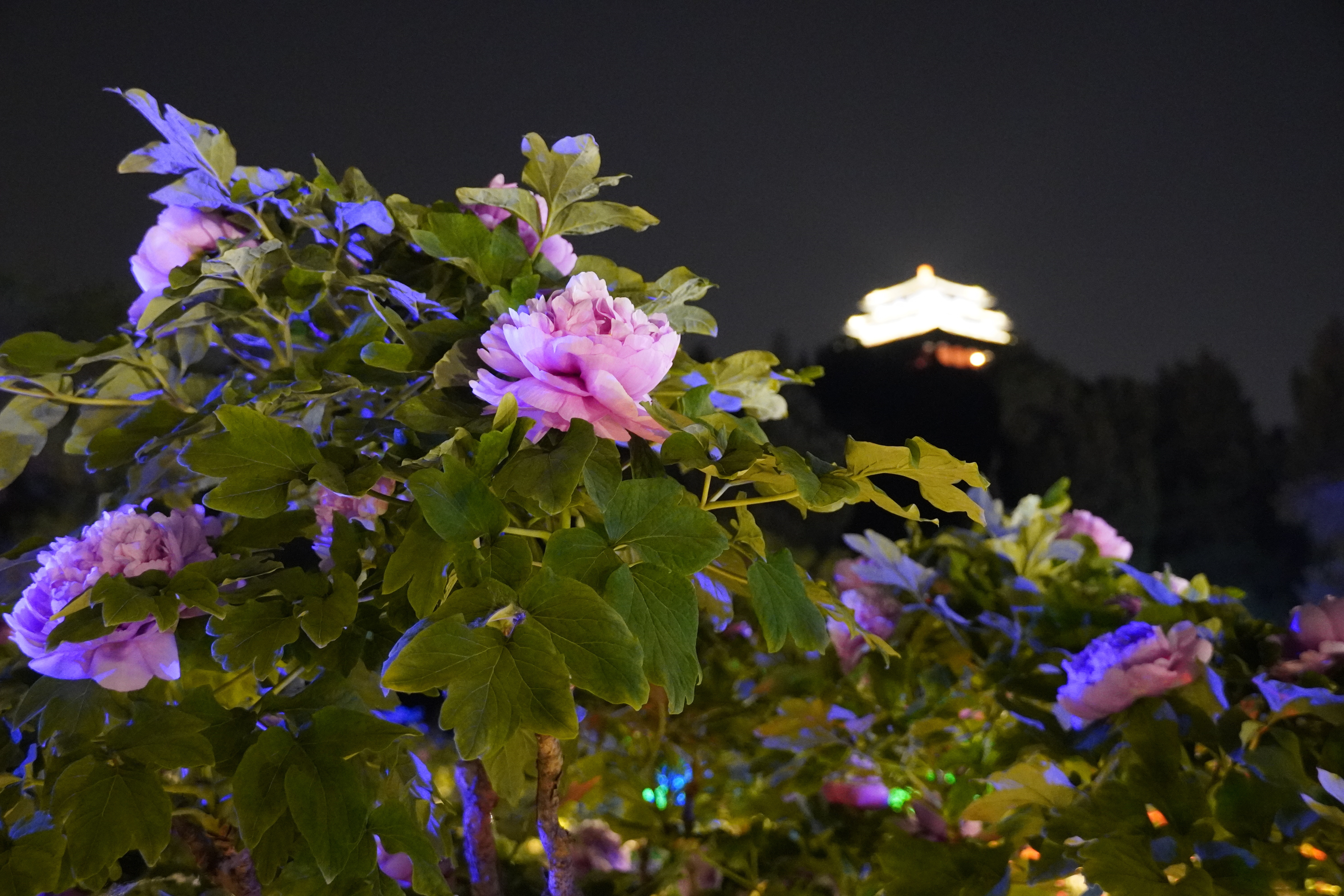 到景山公园夜赏花海盛宴！