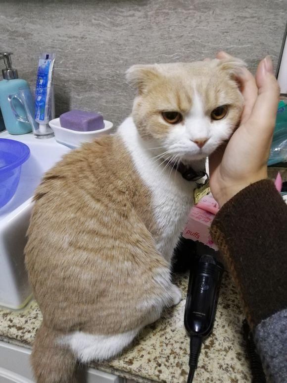 得了腹膜炎的折耳猫听到医生建议主人放弃治疗