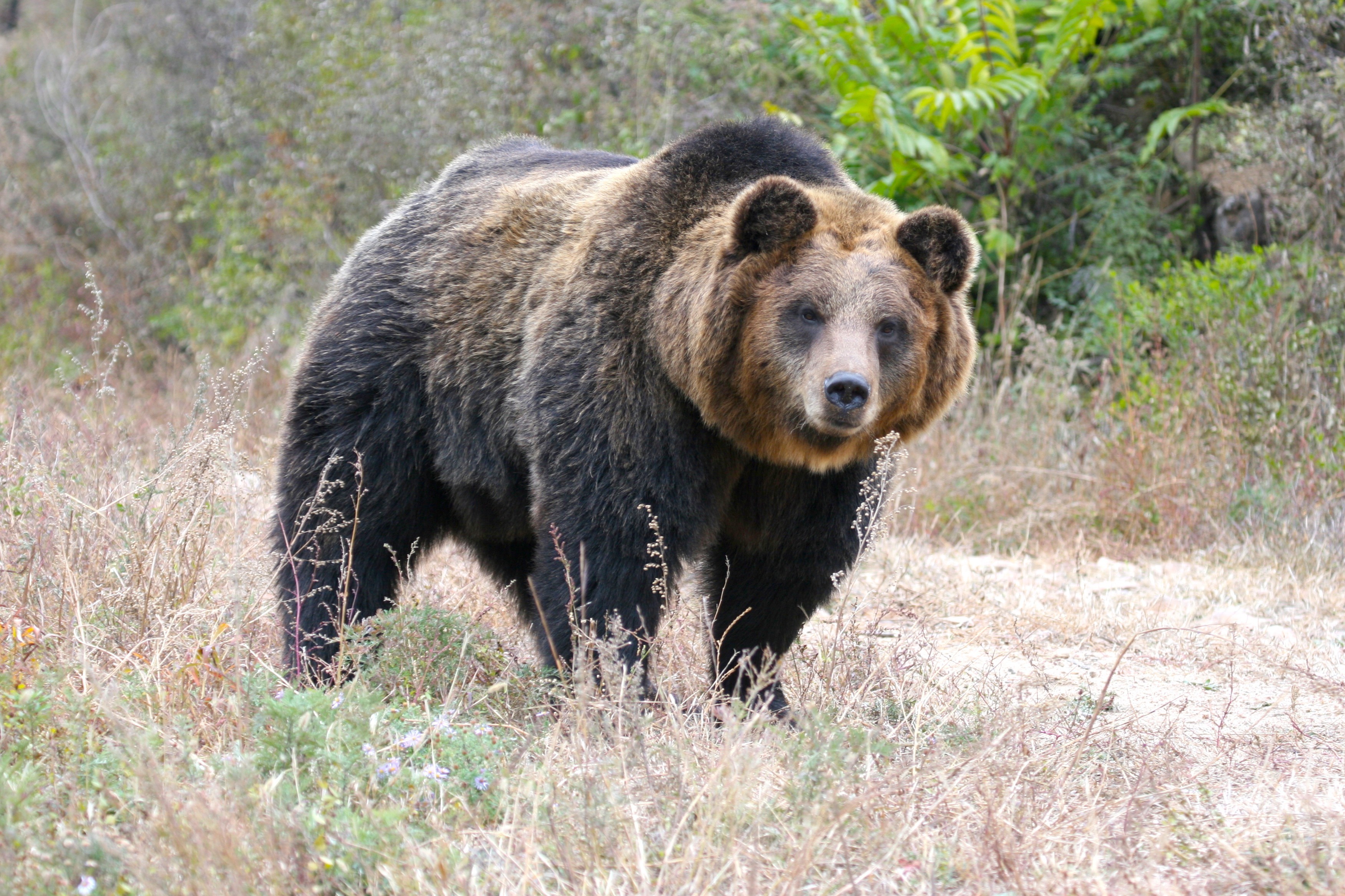 大仙鶲,亚洲象,棕熊,藏狐,金丝猴,羚牛……北京黑豹野生动物保护站