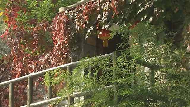 《首都晚间报道》20191023坡峰岭红叶进入最佳观赏期 《首都晚间报道》20191023坡峰岭红叶进入最佳观赏期