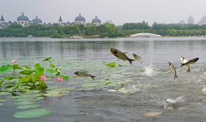 唐山:暴雨后鱼群“跃龙门” 唐山:暴雨后鱼群“跃龙门”