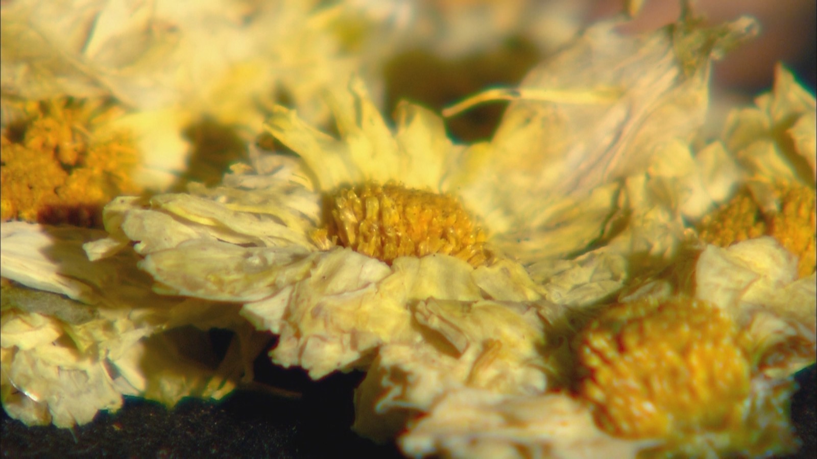 寒露节气皇帝爱饮菊花白 不仅是小酌怡情 喝的全是名贵药材