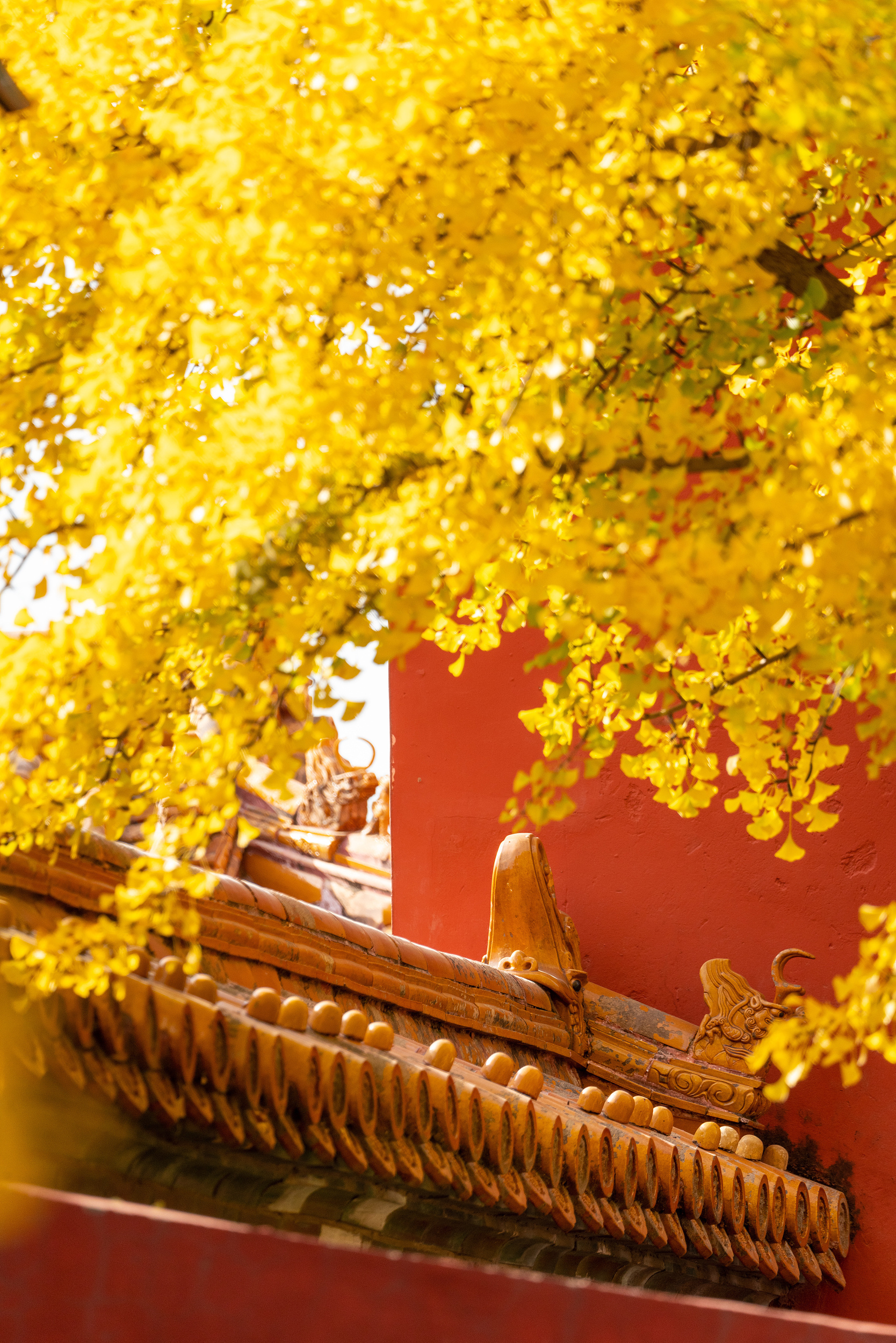故宫秋天的景色图片