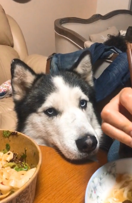 二哈看到美食后跑来,女主人一巴掌给打走,二哈的反应让人崩溃