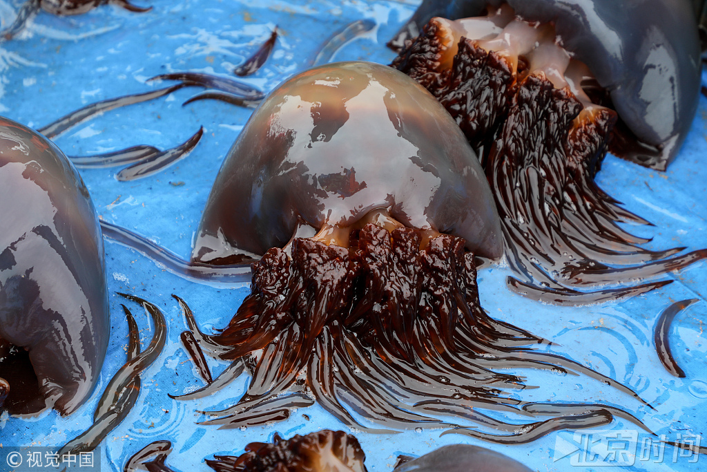 2018年7月8日,辽宁丹东。海蜇捕捞季。椅圈镇一海水养殖区,刚刚捞上来的海蜇,还没有去掉须子。