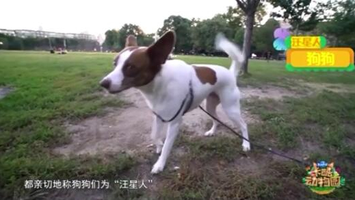 可爱的“外星生物” :汪星人