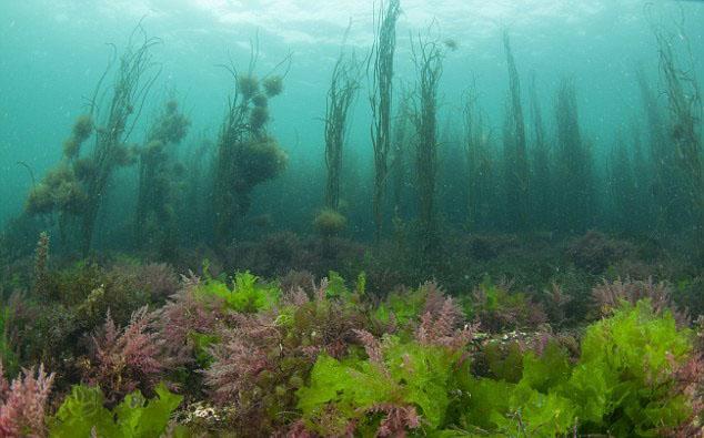两百多万年前人类祖先遭遇食物危机,是什么推