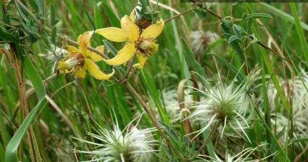 治疗"风湿性关节炎"的民间偏方--不管得病多久,都能治好