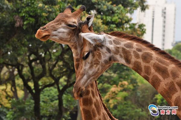 8月9日是农历七月初七,民间称为“七夕情人节”。在这个充满浪漫气息的日子里,居住在深圳野生动物园里的一些动物“情侣”似乎也感受到节日的气氛,它们出双入对,亲密无间。为当日在动物园游玩的游客增添了不少乐趣。图为:长颈鹿耳鬓厮磨。
