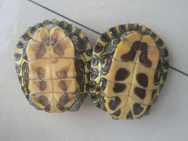 有网友问:为什么说女生不能养乌龟?