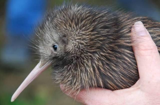 也叫鹬鸵(yu tuo),通称几维鸟.