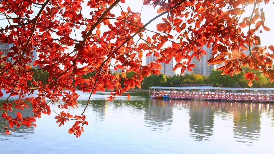 北京“最美的秋”上新! 市属公园30处彩叶观赏指南请收好→ 北京“最美的秋”上新! 市属公园30处彩叶观赏指南请收好→