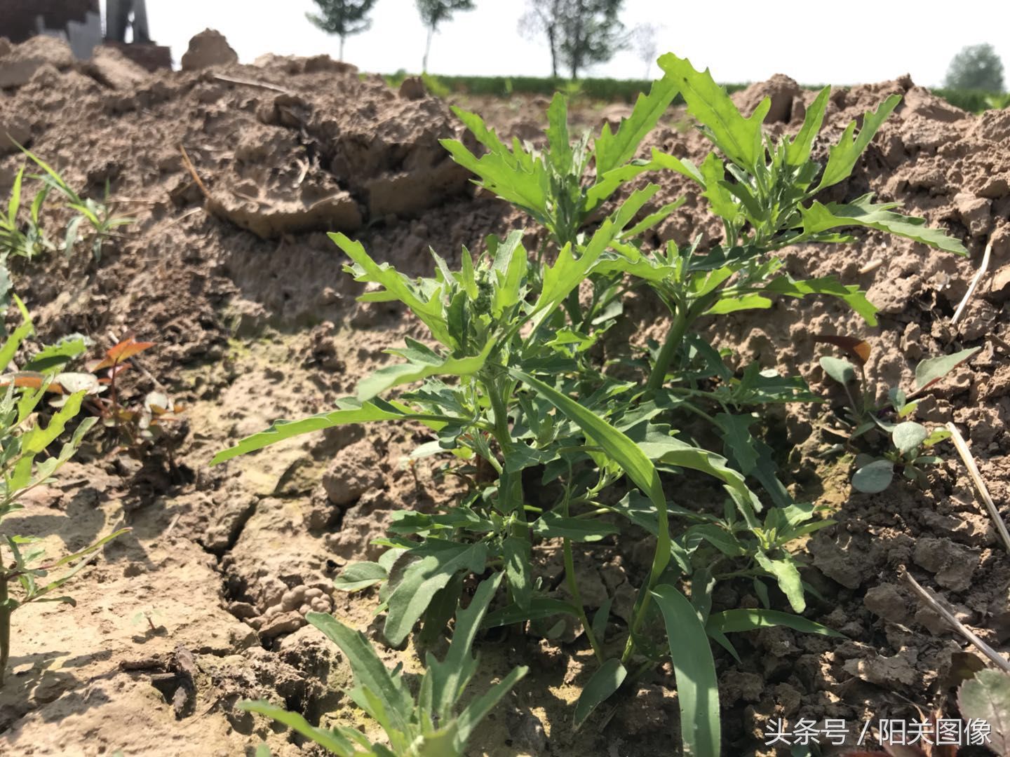 这9种常见的田间野草,土生土长的农村人,却不