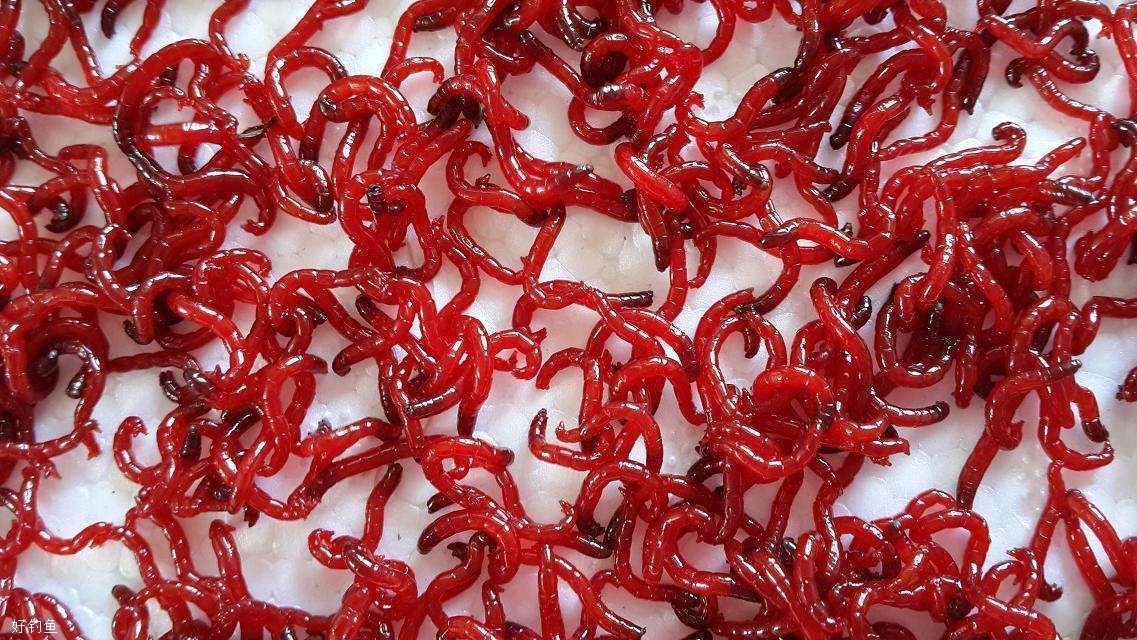 钓鱼饵料红虫怎样保存才不容易死?