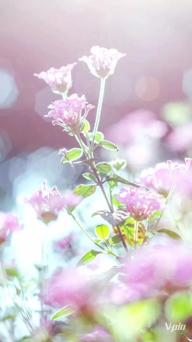 美炸了! 重庆网红美景做成的36张手机壁纸!