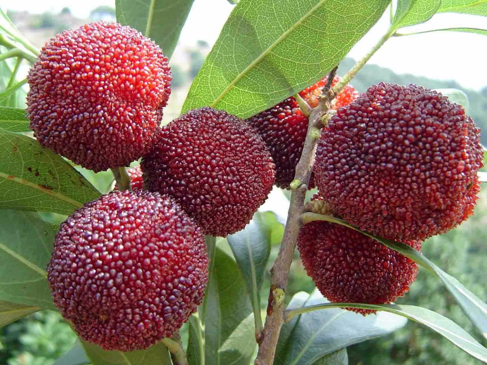 杨梅酒的做法工艺流程分析与功效