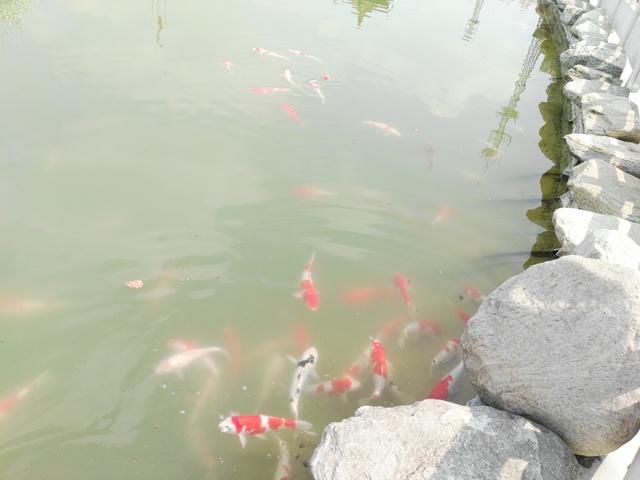 词牌名串联七绝\/春\/鱼游春水杏花天\/图文:沂蒙醉