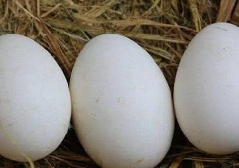 孕晚期吃什么可以去胎毒,这些食物你一定要知