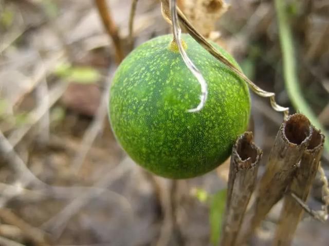 这种野果又酸又苦,过去农民见到就烦,如今却成