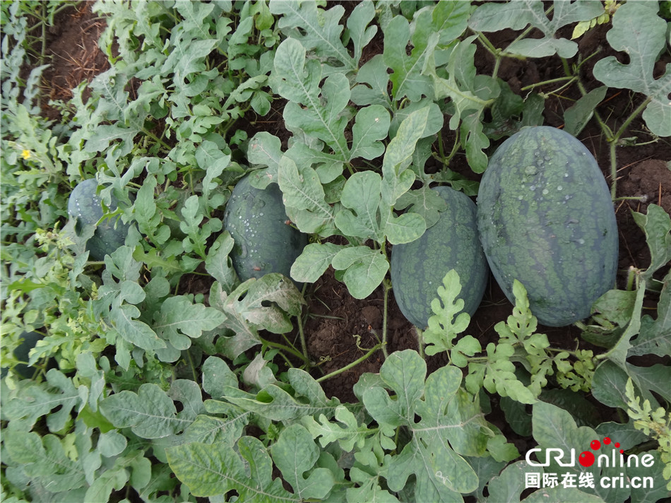 【新时代新气象新作为】中国热带农业专家与刚果(布)人民的 【新时代新气象新作为】中国热带农业专家与刚果(布)人民的