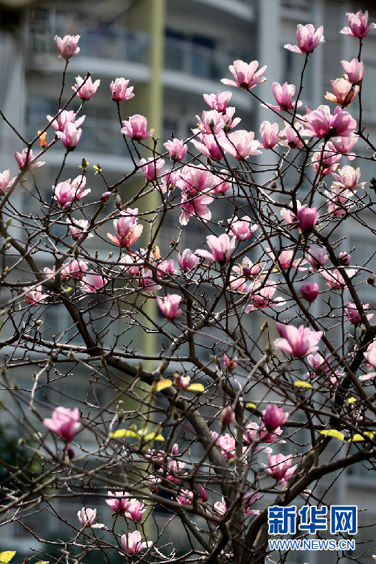 春暖花开 玉堂春花溢羊城