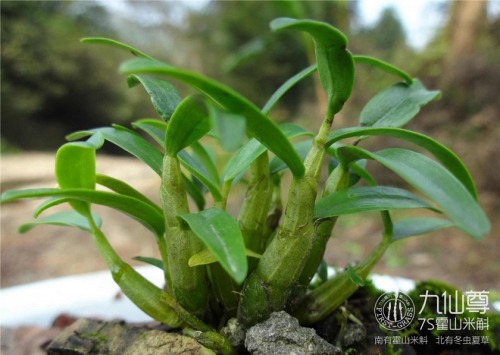 过劳时代的养生福音--九仙尊霍山石斛