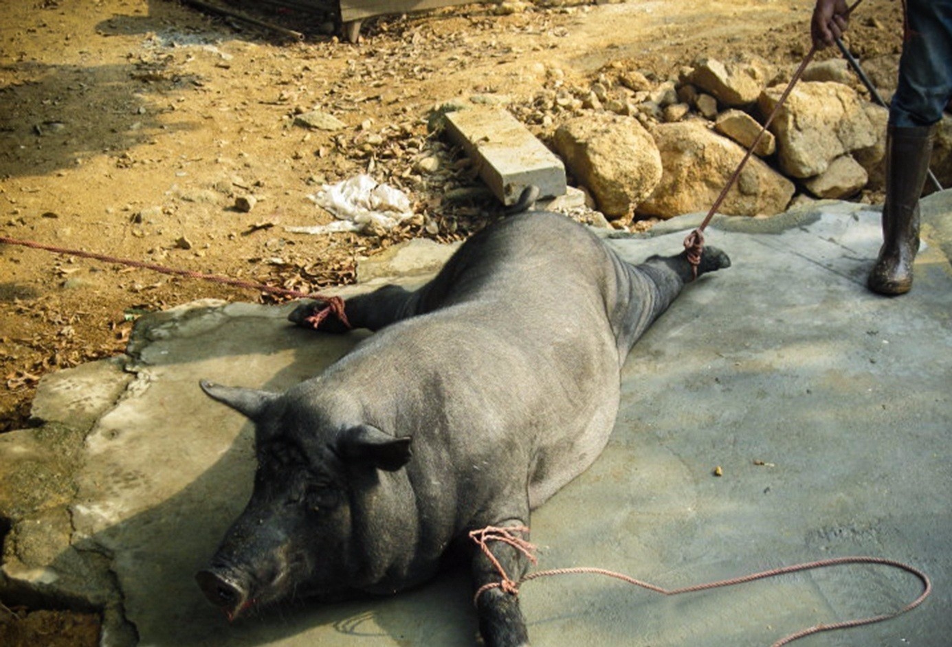宠物猪长成400斤大肥猪，胖到找不到眼，头上绑红绸成“发财猪”-搜狐大视野-搜狐新闻