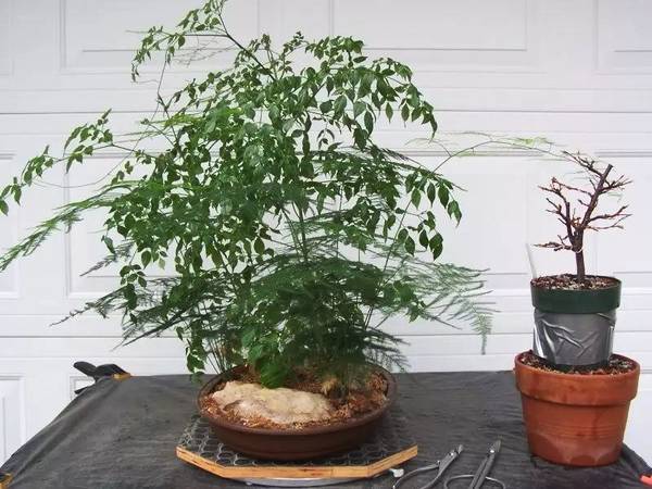 适合盆栽养护的观赏树,养在室内也没有关系