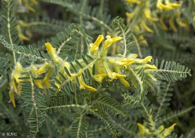 "小中药,大养生",补气之药黄芪