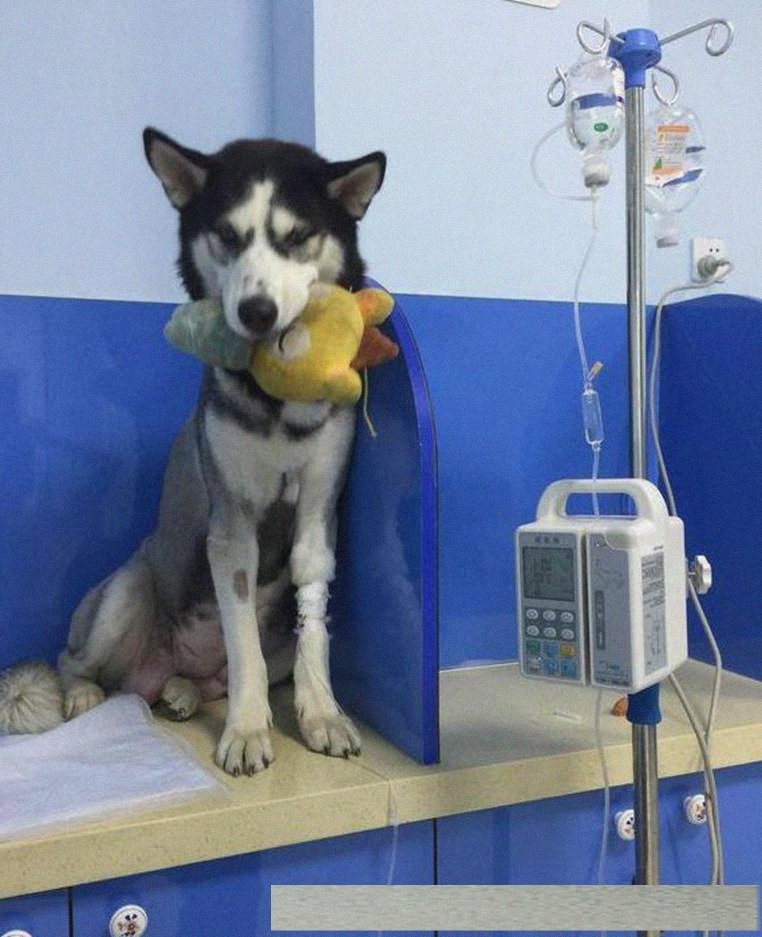 哈士奇怀孕后带它去医院拍片子,我和医生都楞