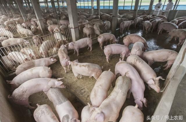 良丰农业:养猪和养鸡哪个利润高?