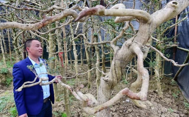 年收入30万,日销2000盆,新式盘景即将成为下一