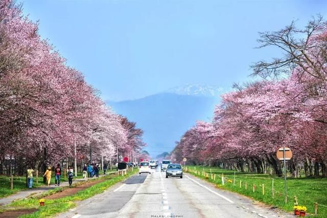 2018年转眼樱花季已经过半,日本最后一抹樱花