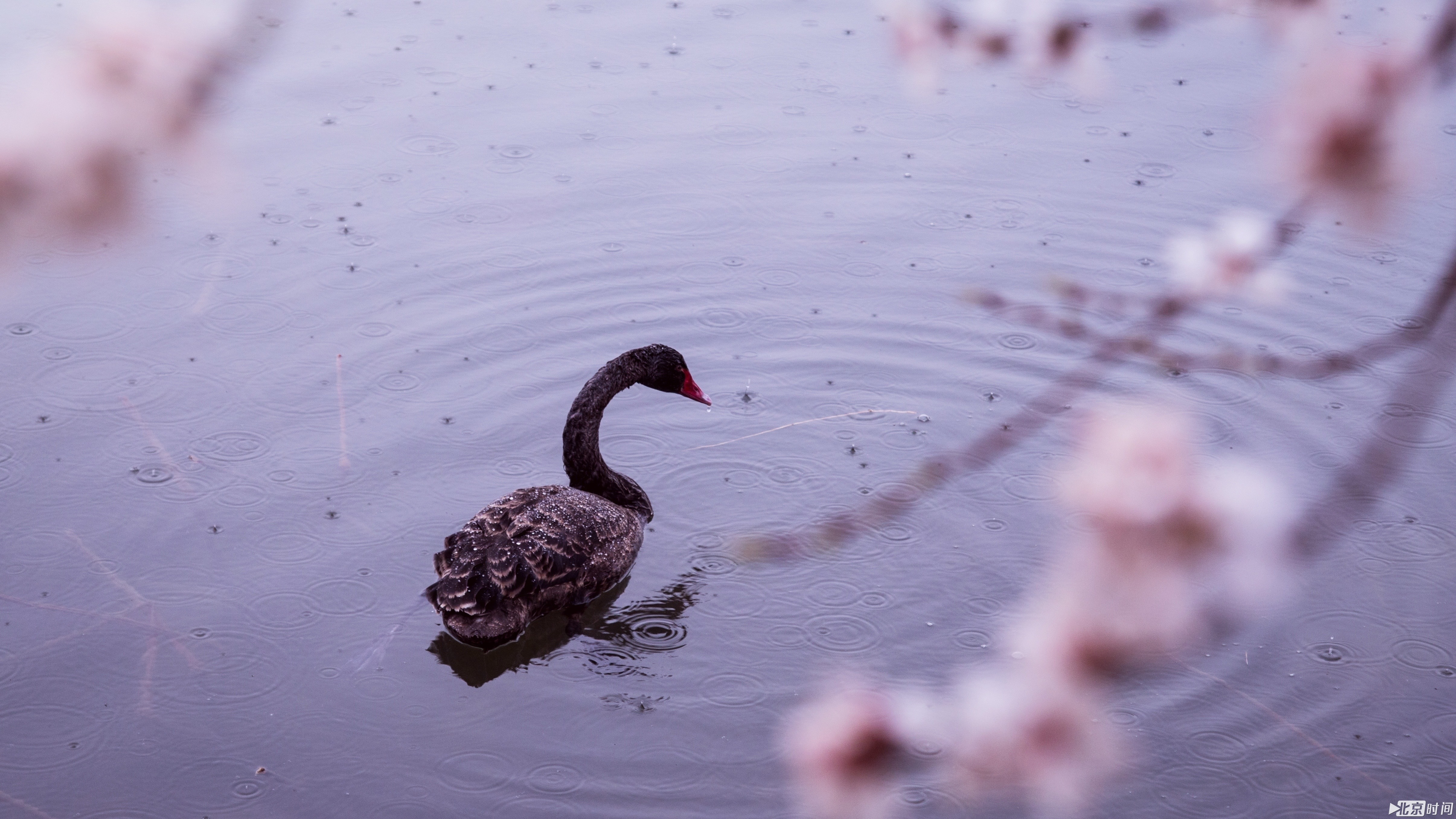 春日“大片”来自北京时间网友 @185****6202