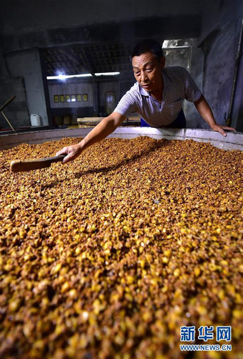 在湖北省宣恩县黄坪村一酿酒作坊,酿酒师傅熊远美将发酵后的高粱放入