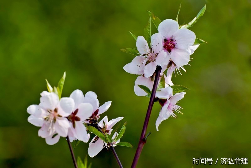 原局婚姻宫卯木为喜用神,且坐桃花