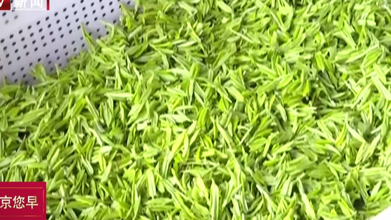 浙江湖州：首批春茶在德清开采