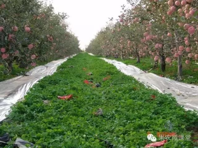 说树势树势的概念及其重要性