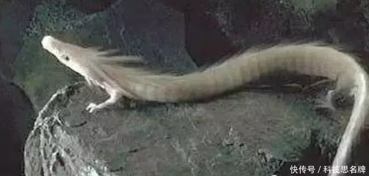 中国龙真的存在吗?科学家发现最像龙的生物是