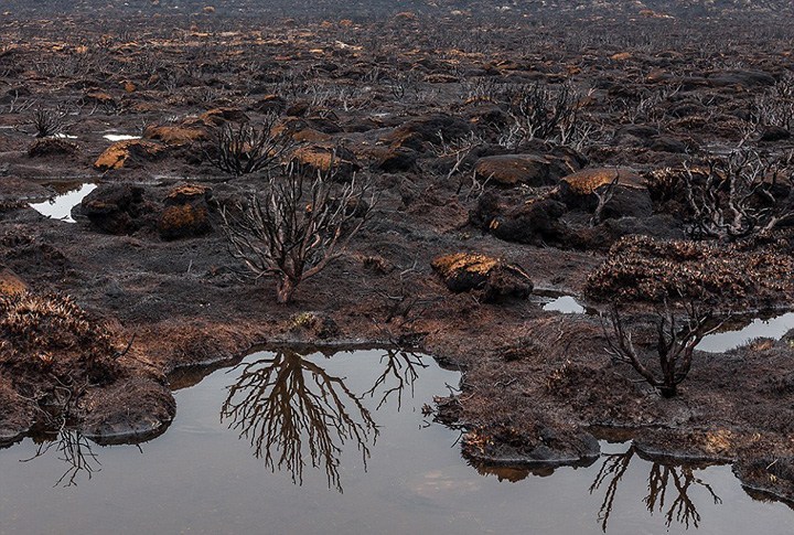 澳洲远古森林火灾后满目疮痍 千年古树尽毁 澳洲远古森林火灾后满目疮痍 千年古树尽毁