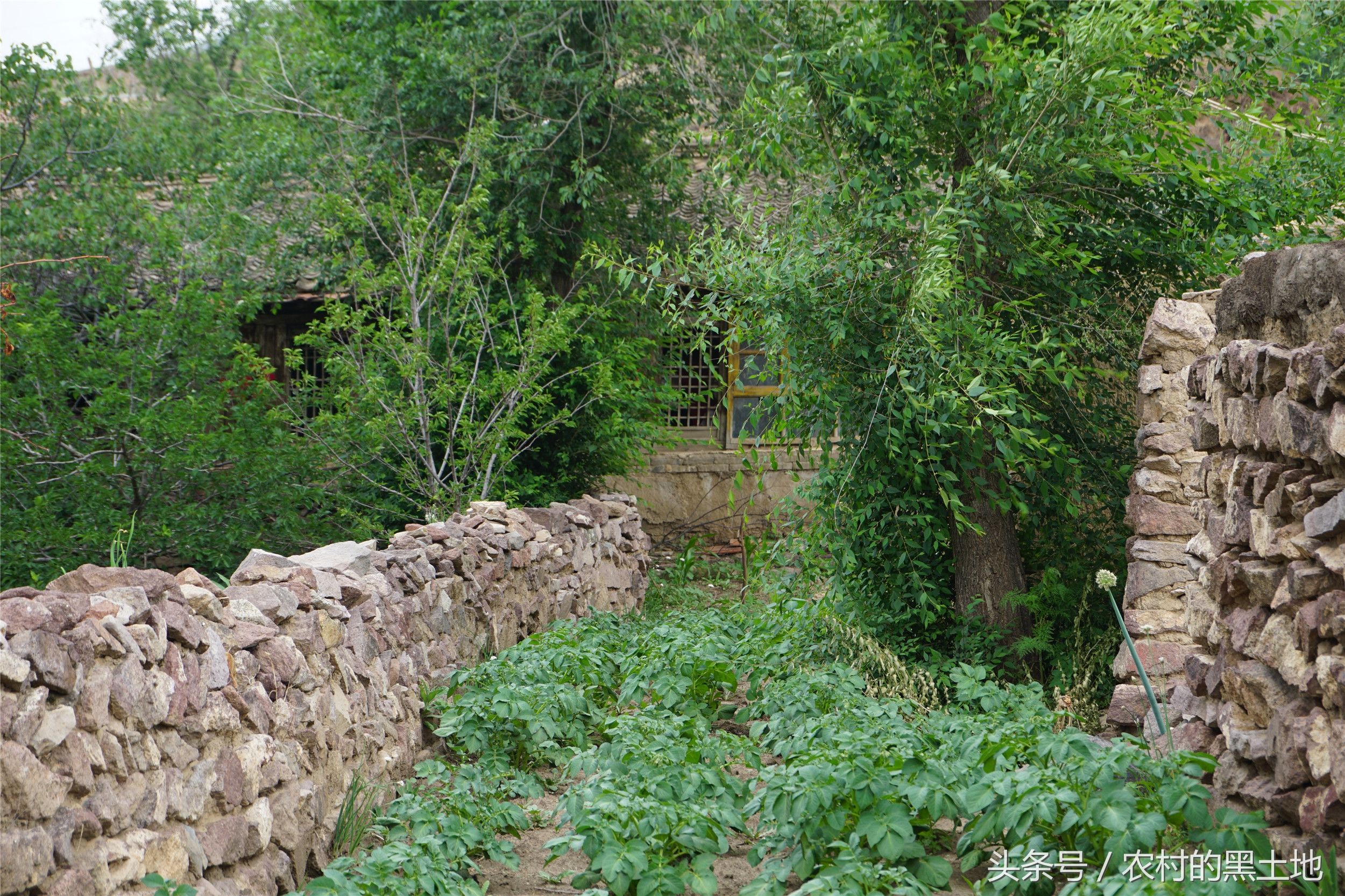 农村荒废的老房子,长期没人住,需要修缮吗