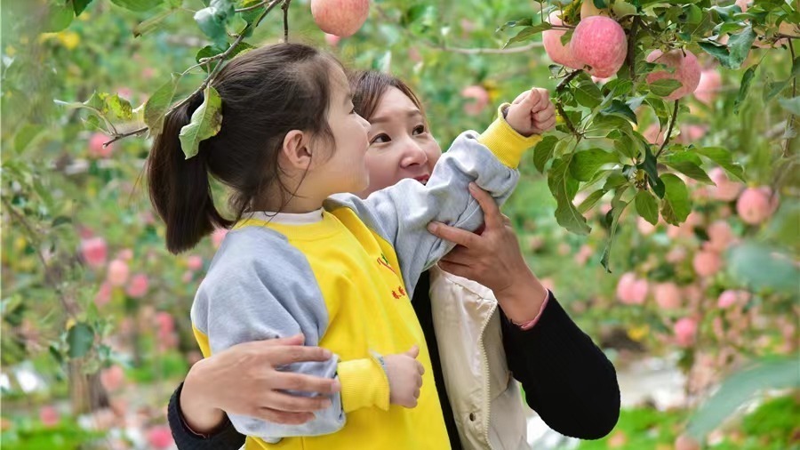 灵宝市豫灵镇春蕾幼儿园苹果采摘活动
