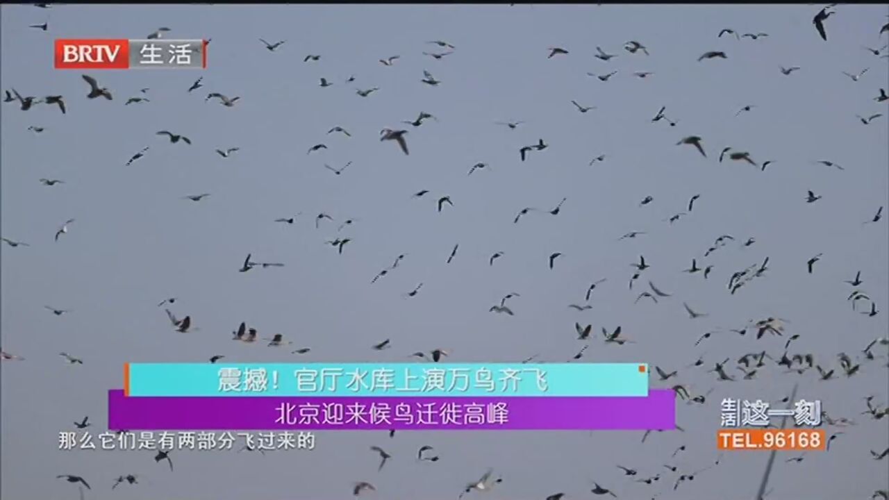 北京迎来候鸟迁徙高峰 震撼!官厅水库上演万鸟齐飞 仙气飘飘!_北京时间