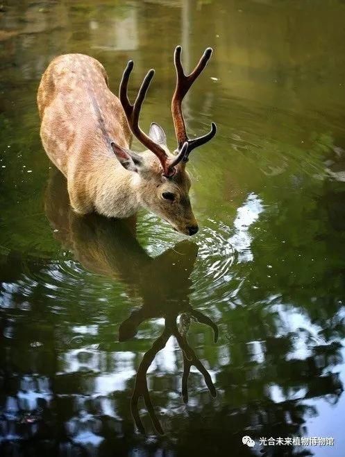 我说鹿啊,你的角怎么都绿了?!火遍INS的网红植
