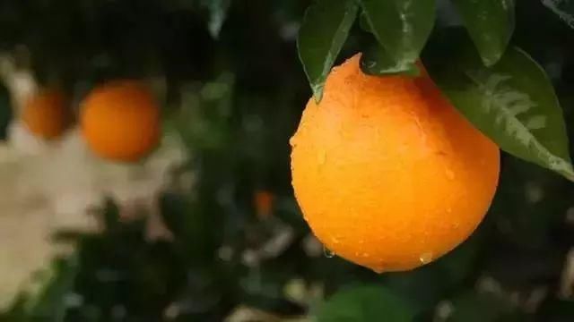 赣南脐橙中的脐橙你是怎么读呢?