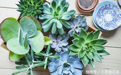 多肉植物多长时间浇一次水比较合适?来看看这