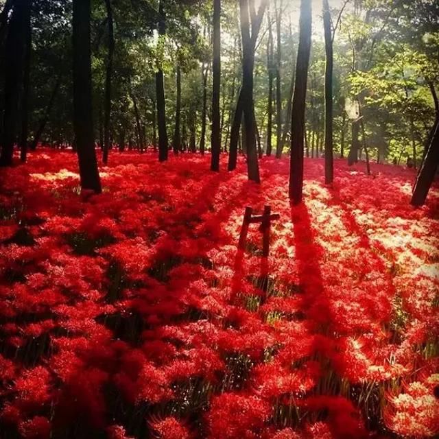 日本500万株彼岸花即将盛放 花海的绚烂景色也令人陶醉 雪花新闻 日本500万株彼岸花即将盛放 花海的绚烂景色也令人陶醉 雪花新闻