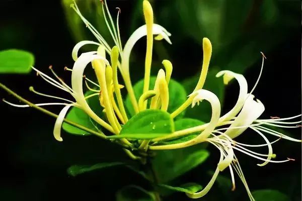 10大黄金野生菜