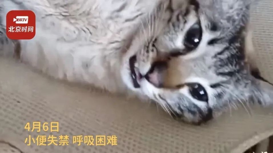 冲上热搜！近百只猫疑似因食用知名品牌猫粮而死亡，涉事公司回应！