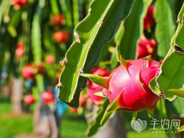 孕妇便秘吃什么水果 告诉你 3种水果最能通便